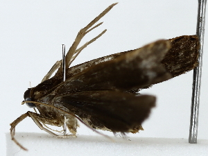  ( - BIOUG85495-A12)  @11 [ ] CreativeCommons - Attribution (2022) CBG Photography Group Centre for Biodiversity Genomics