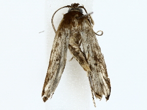  ( - BIOUG85495-B05)  @11 [ ] CreativeCommons - Attribution (2022) CBG Photography Group Centre for Biodiversity Genomics