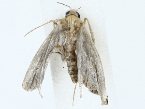  ( - BIOUG85495-B09)  @11 [ ] CreativeCommons - Attribution (2022) CBG Photography Group Centre for Biodiversity Genomics