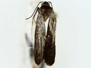  ( - BIOUG85515-A06)  @11 [ ] CreativeCommons - Attribution (2022) CBG Photography Group Centre for Biodiversity Genomics