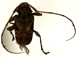  ( - BIOUG85515-H01)  @11 [ ] CreativeCommons - Attribution (2022) CBG Photography Group Centre for Biodiversity Genomics