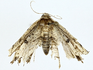  (Oroscopa Malaise5654 - BIOUG85516-C05)  @11 [ ] CreativeCommons - Attribution (2022) CBG Photography Group Centre for Biodiversity Genomics