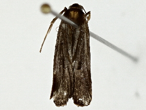  ( - BIOUG89998-H06)  @11 [ ] CreativeCommons - Attribution (2022) CBG Photography Group Centre for Biodiversity Genomics