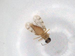  ( - BIOUG90500-G06)  @11 [ ] CreativeCommons - Attribution (2022) Centre for Biodiversity Genomics Centre for Biodiversity Genomics