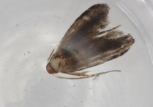  (geleBioLep01 BioLep2224 - BIOUG90587-A06)  @11 [ ] CreativeCommons - Attribution (2022) Centre for Biodiversity Genomics Centre for Biodiversity Genomics