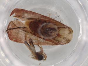  (Heliades Malaise4472 - BIOUG90587-E06)  @11 [ ] CreativeCommons - Attribution (2022) Centre for Biodiversity Genomics Centre for Biodiversity Genomics