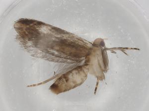  ( - BIOUG90587-F03)  @11 [ ] CreativeCommons - Attribution (2022) Centre for Biodiversity Genomics Centre for Biodiversity Genomics