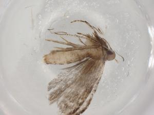  ( - BIOUG90588-B06)  @11 [ ] CreativeCommons - Attribution (2022) Centre for Biodiversity Genomics Centre for Biodiversity Genomics