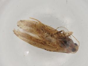  (gelMalaise01 Malaise7901 - BIOUG90811-C09)  @11 [ ] CreativeCommons - Attribution (2022) Centre for Biodiversity Genomics Centre for Biodiversity Genomics