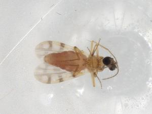  ( - BIOUG90815-F08)  @11 [ ] CreativeCommons - Attribution (2022) Centre for Biodiversity Genomics Centre for Biodiversity Genomics