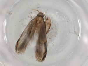  ( - BIOUG90818-E05)  @11 [ ] CreativeCommons - Attribution (2022) Centre for Biodiversity Genomics Centre for Biodiversity Genomics