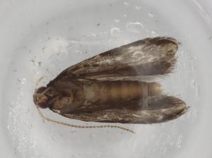  (gelMalaise01 Malaise9978 - BIOUG90818-E06)  @11 [ ] CreativeCommons - Attribution (2022) Centre for Biodiversity Genomics Centre for Biodiversity Genomics