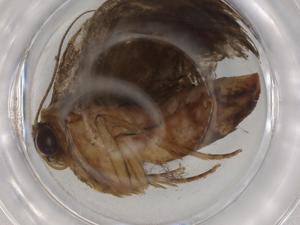  ( - BIOUG90818-G11)  @11 [ ] CreativeCommons - Attribution (2022) Centre for Biodiversity Genomics Centre for Biodiversity Genomics