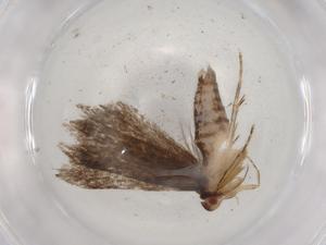  ( - BIOUG90819-B05)  @11 [ ] CreativeCommons - Attribution (2022) Centre for Biodiversity Genomics Centre for Biodiversity Genomics