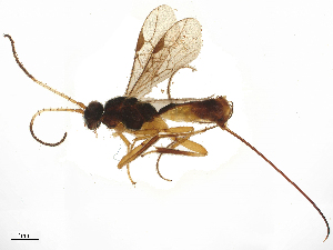  ( - BIOUG91004-D01)  @11 [ ] CreativeCommons - Attribution Share - Alike (2025) CBG Photography Group Centre for Biodiversity Genomics