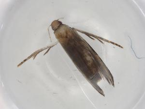  ( - BIOUG91483-A10)  @11 [ ] CreativeCommons - Attribution (2022) Centre for Biodiversity Genomics Centre for Biodiversity Genomics