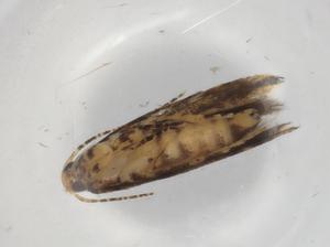  ( - BIOUG91483-B04)  @11 [ ] CreativeCommons - Attribution (2022) Centre for Biodiversity Genomics Centre for Biodiversity Genomics