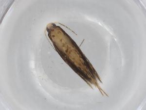  ( - BIOUG91483-D04)  @11 [ ] CreativeCommons - Attribution (2022) Centre for Biodiversity Genomics Centre for Biodiversity Genomics