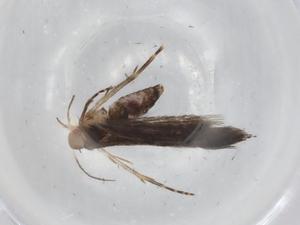  ( - BIOUG91483-F11)  @11 [ ] CreativeCommons - Attribution (2022) Centre for Biodiversity Genomics Centre for Biodiversity Genomics