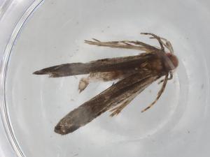  ( - BIOUG91483-H11)  @11 [ ] CreativeCommons - Attribution (2022) Centre for Biodiversity Genomics Centre for Biodiversity Genomics