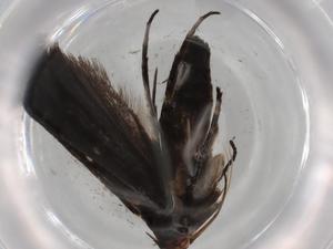  ( - BIOUG91484-E05)  @11 [ ] CreativeCommons - Attribution (2022) Centre for Biodiversity Genomics Centre for Biodiversity Genomics