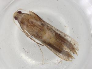  ( - BIOUG91729-D05)  @11 [ ] CreativeCommons - Attribution (2022) Centre for Biodiversity Genomics Centre for Biodiversity Genomics