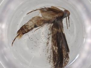  ( - BIOUG92206-G11)  @11 [ ] CreativeCommons - Attribution (2022) Centre for Biodiversity Genomics Centre for Biodiversity Genomics