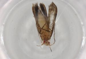  (gelMalaise01 Malaise8487 - BIOUG92208-C01)  @11 [ ] CreativeCommons - Attribution (2022) Centre for Biodiversity Genomics Centre for Biodiversity Genomics