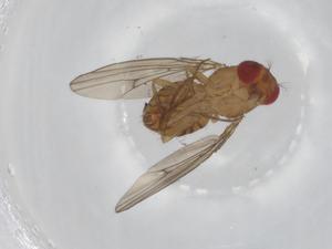  ( - BIOUG92595-E09)  @11 [ ] CreativeCommons - Attribution (2022) Centre for Biodiversity Genomics Centre for Biodiversity Genomics