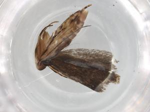  ( - BIOUG92619-G12)  @11 [ ] CreativeCommons - Attribution (2022) Centre for Biodiversity Genomics Centre for Biodiversity Genomics