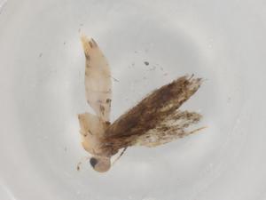  ( - BIOUG92620-D04)  @11 [ ] CreativeCommons - Attribution (2022) Centre for Biodiversity Genomics Centre for Biodiversity Genomics