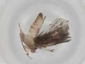  ( - BIOUG92620-D08)  @11 [ ] CreativeCommons - Attribution (2022) Centre for Biodiversity Genomics Centre for Biodiversity Genomics