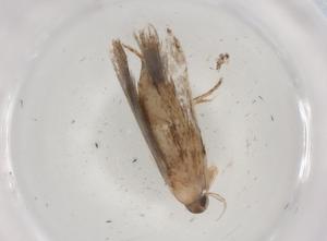  (gelMalaise01 Malaise8421 - BIOUG92621-B06)  @11 [ ] CreativeCommons - Attribution (2022) Centre for Biodiversity Genomics Centre for Biodiversity Genomics