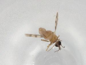  ( - BIOUG92634-G02)  @11 [ ] CreativeCommons - Attribution (2022) Centre for Biodiversity Genomics Centre for Biodiversity Genomics