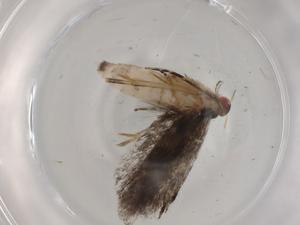  ( - BIOUG92663-A03)  @11 [ ] CreativeCommons - Attribution (2022) Centre for Biodiversity Genomics Centre for Biodiversity Genomics