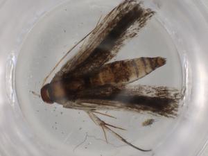  ( - BIOUG92663-F09)  @11 [ ] CreativeCommons - Attribution (2022) Centre for Biodiversity Genomics Centre for Biodiversity Genomics