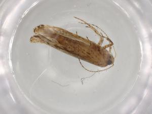  ( - BIOUG92798-F12)  @11 [ ] CreativeCommons - Attribution (2022) Centre for Biodiversity Genomics Centre for Biodiversity Genomics