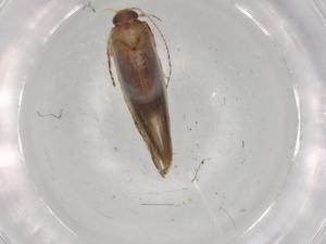  ( - BIOUG92799-B11)  @11 [ ] CreativeCommons - Attribution (2022) Centre for Biodiversity Genomics Centre for Biodiversity Genomics