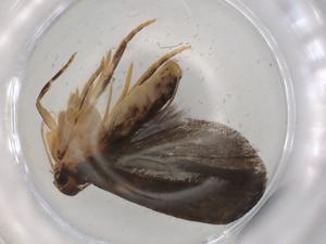  (gelMalaise01 Malaise8549 - BIOUG93204-A02)  @11 [ ] CreativeCommons - Attribution (2022) Centre for Biodiversity Genomics Centre for Biodiversity Genomics