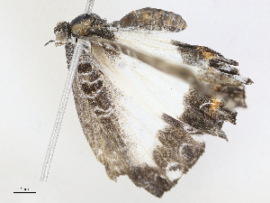  (rioMalaise01 - CBG-A08769-F07)  @11 [ ] CreativeCommons - Attribution Share - Alike (2023) CBG Photography Group Centre for Biodiversity Genomics