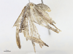  (Syngria Malaiase7733 - CBG-A08769-F08)  @11 [ ] CreativeCommons - Attribution Share - Alike (2023) CBG Photography Group Centre for Biodiversity Genomics