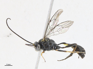  (Microcharops tibialisDHJ15 - CBG-A08770-E02)  @11 [ ] CreativeCommons - Attribution Share - Alike (2023) CBG Photography Group Centre for Biodiversity Genomics