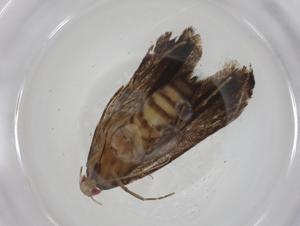  ( - CBG-A11226-C02)  @11 [ ] CreativeCommons - Attribution Share - Alike (2023) Centre for Biodiversity Genomics Centre for Biodiversity Genomics