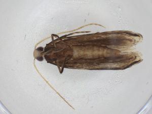  ( - CBG-A11226-G11)  @11 [ ] CreativeCommons - Attribution Share - Alike (2023) Centre for Biodiversity Genomics Centre for Biodiversity Genomics