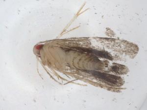  ( - CBG-A11227-B11)  @11 [ ] CreativeCommons - Attribution Share - Alike (2023) Centre for Biodiversity Genomics Centre for Biodiversity Genomics