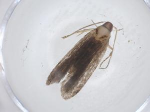  ( - CBG-A11227-C05)  @11 [ ] CreativeCommons - Attribution Share - Alike (2023) Centre for Biodiversity Genomics Centre for Biodiversity Genomics