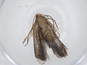  ( - CBG-A11227-C07)  @11 [ ] CreativeCommons - Attribution Share - Alike (2023) Centre for Biodiversity Genomics Centre for Biodiversity Genomics