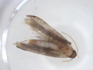  ( - CBG-A11227-G09)  @11 [ ] CreativeCommons - Attribution Share - Alike (2023) Centre for Biodiversity Genomics Centre for Biodiversity Genomics