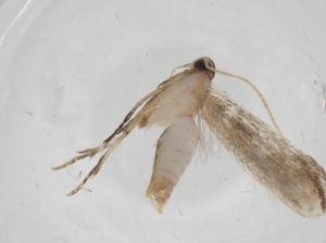  ( - CBG-A11229-C11)  @11 [ ] CreativeCommons - Attribution Share - Alike (2023) Centre for Biodiversity Genomics Centre for Biodiversity Genomics