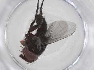  (Borgmeiermyia Janzen9139 - CBG-A36199-D06)  @11 [ ] CreativeCommons - Attribution Share - Alike (2024) Centre for Biodiversity Genomics Centre for Biodiversity Genomics